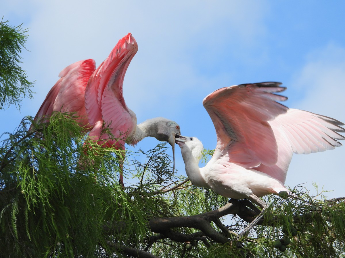 Roseate Spoonbill - ML620820619