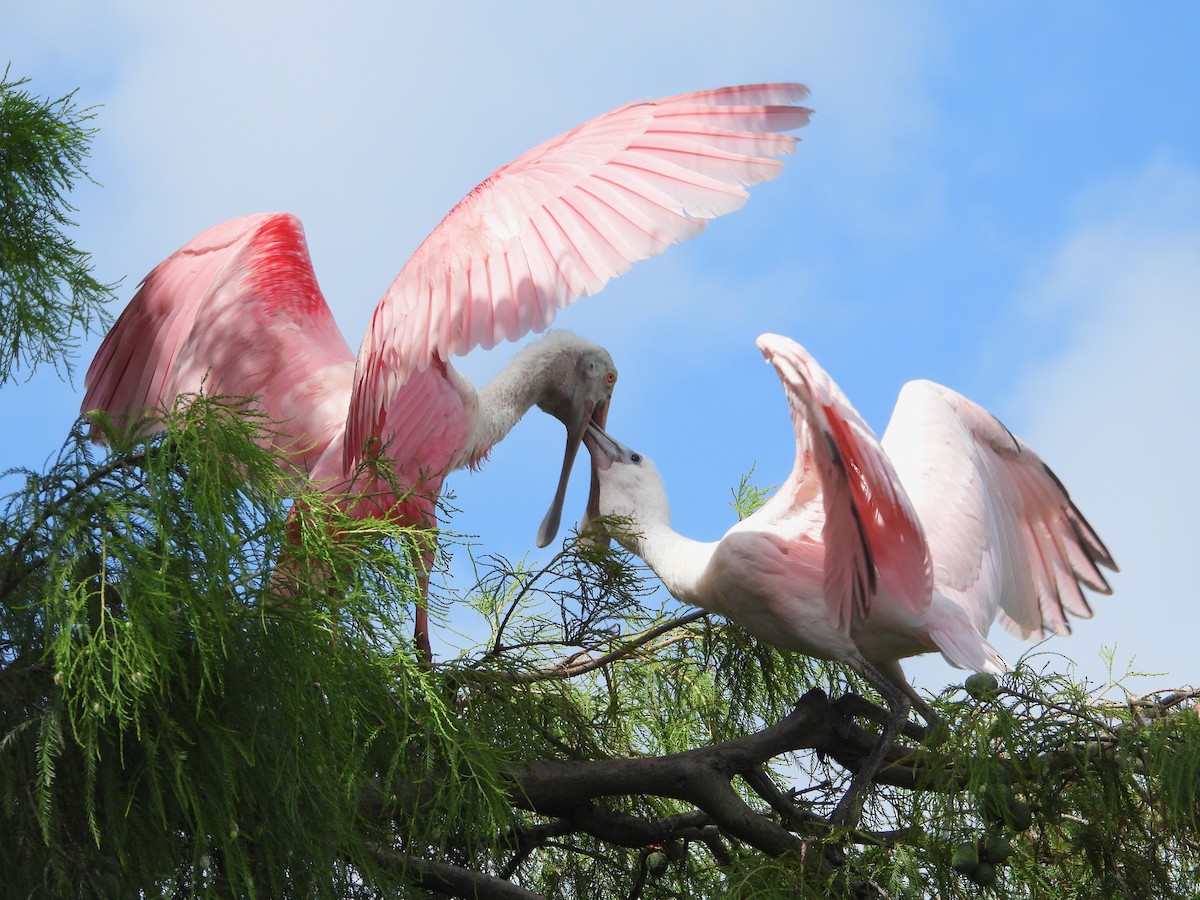 Roseate Spoonbill - ML620820623