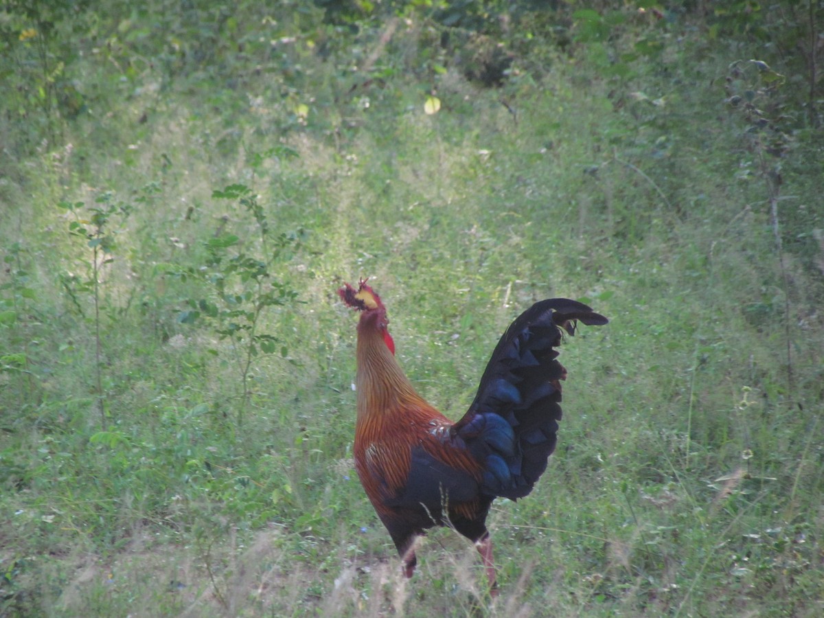 Sri Lanka Junglefowl - ML620820624