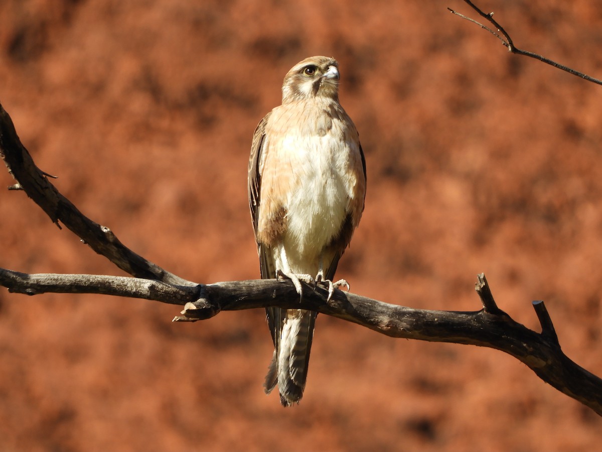 Brown Falcon - ML620820626