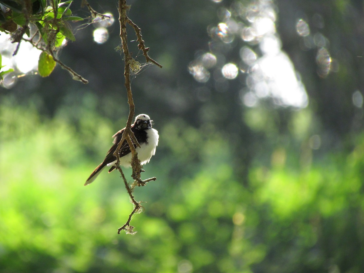 White-browed Fantail - Thomas Bitsch