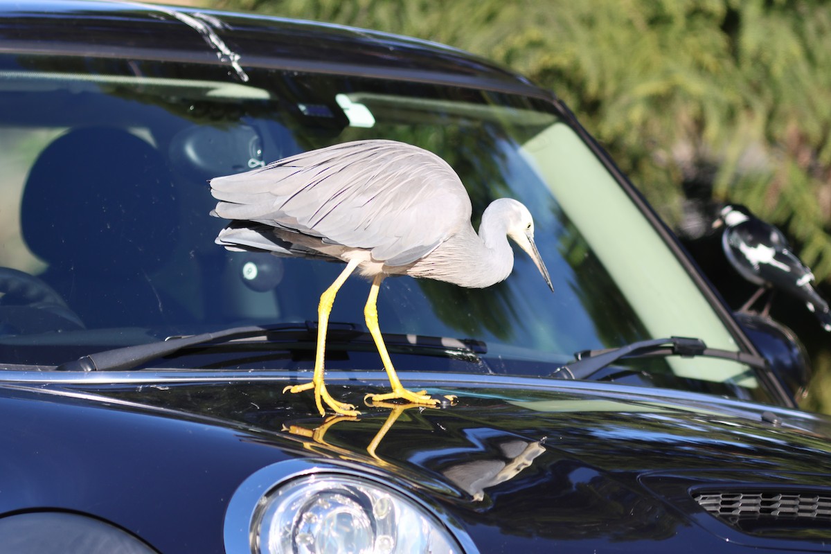 White-faced Heron - ML620820628