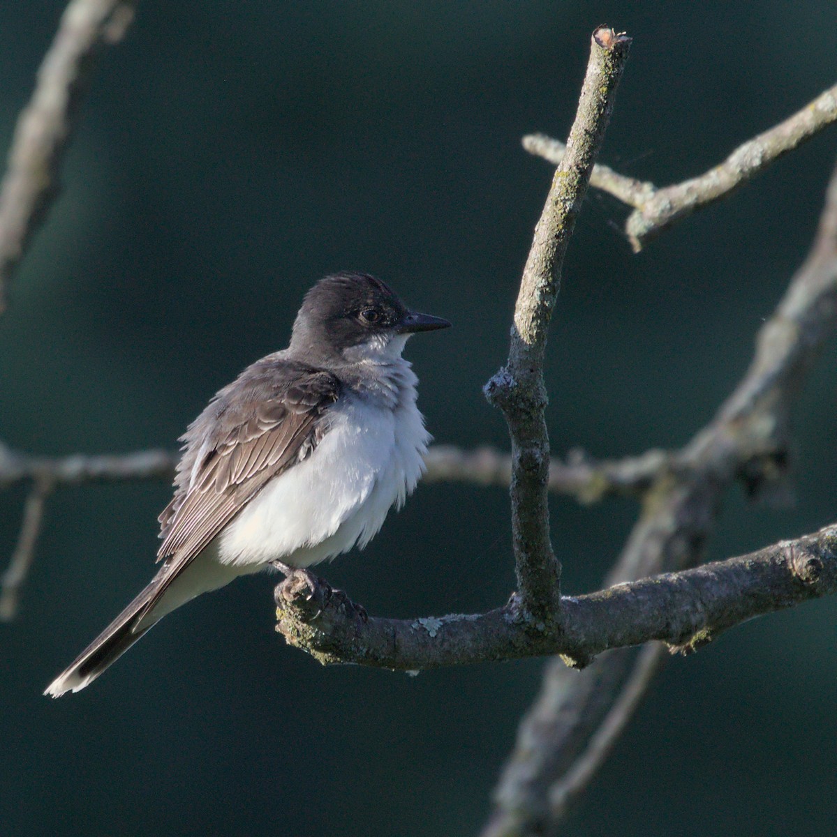 Eastern Kingbird - ML620820629