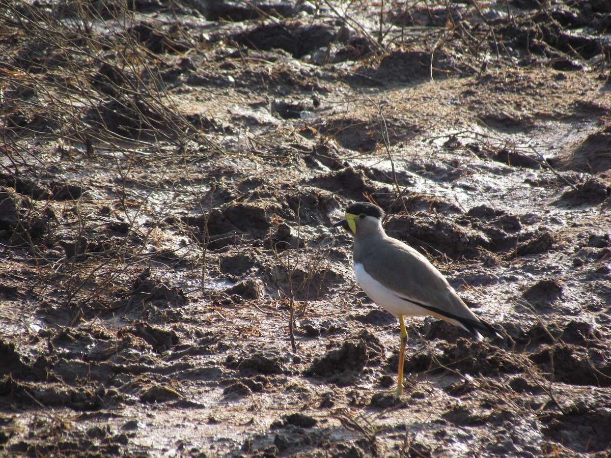 Yellow-wattled Lapwing - ML620820630