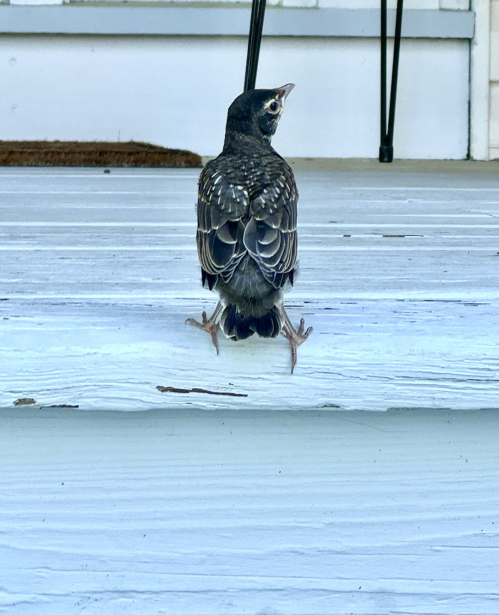 American Robin - ML620820631