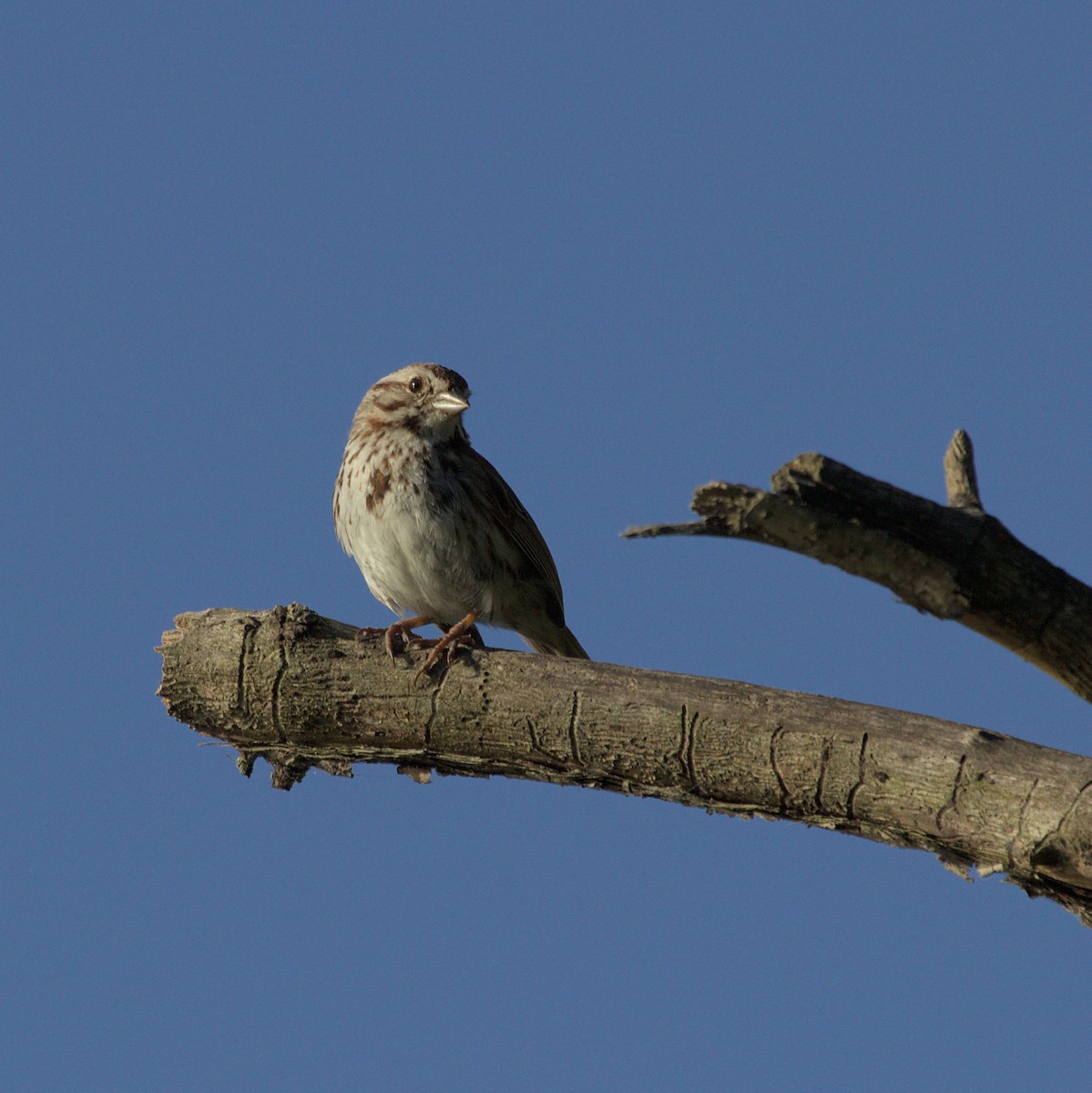 Song Sparrow - ML620820632