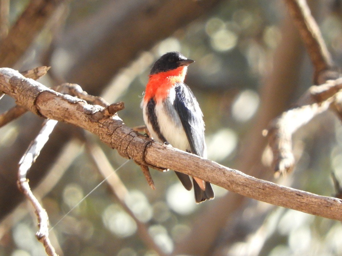 Picaflores Golondrina - ML620820634