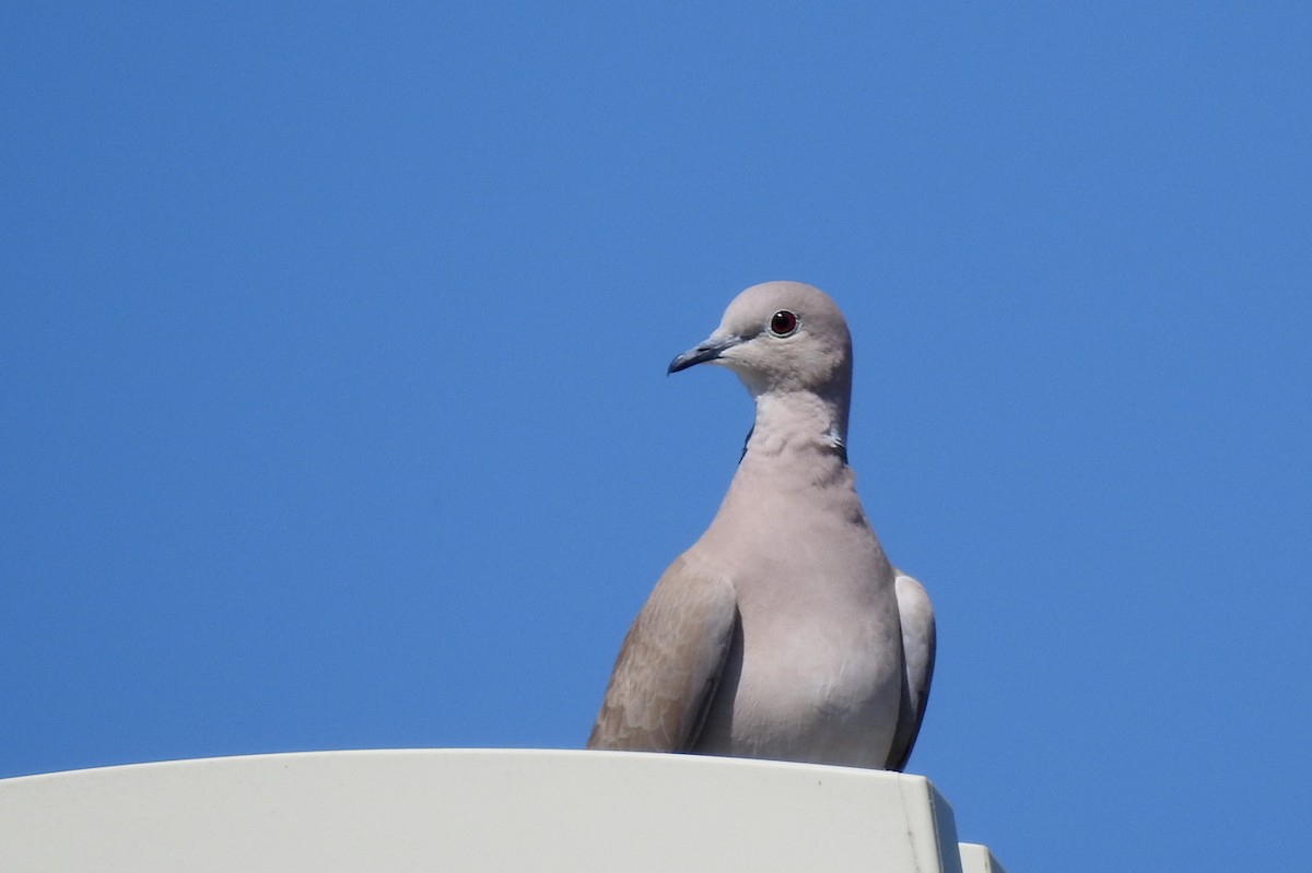 斑鳩屬 - ML620820635