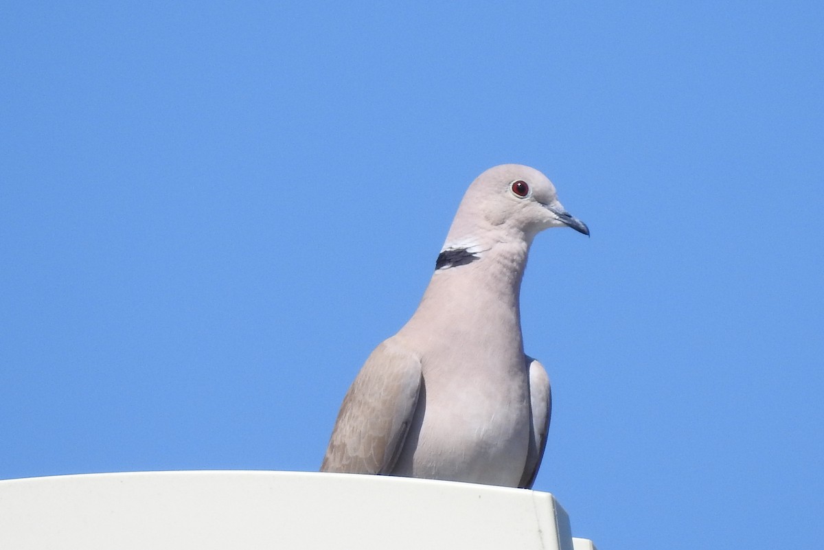 Streptopelia sp. - Pedro Moreira