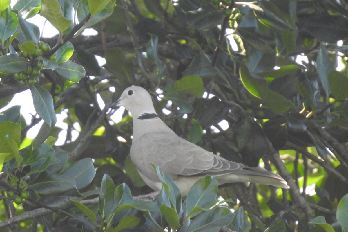 Tórtola (Streptopelia) sp. - ML620820638