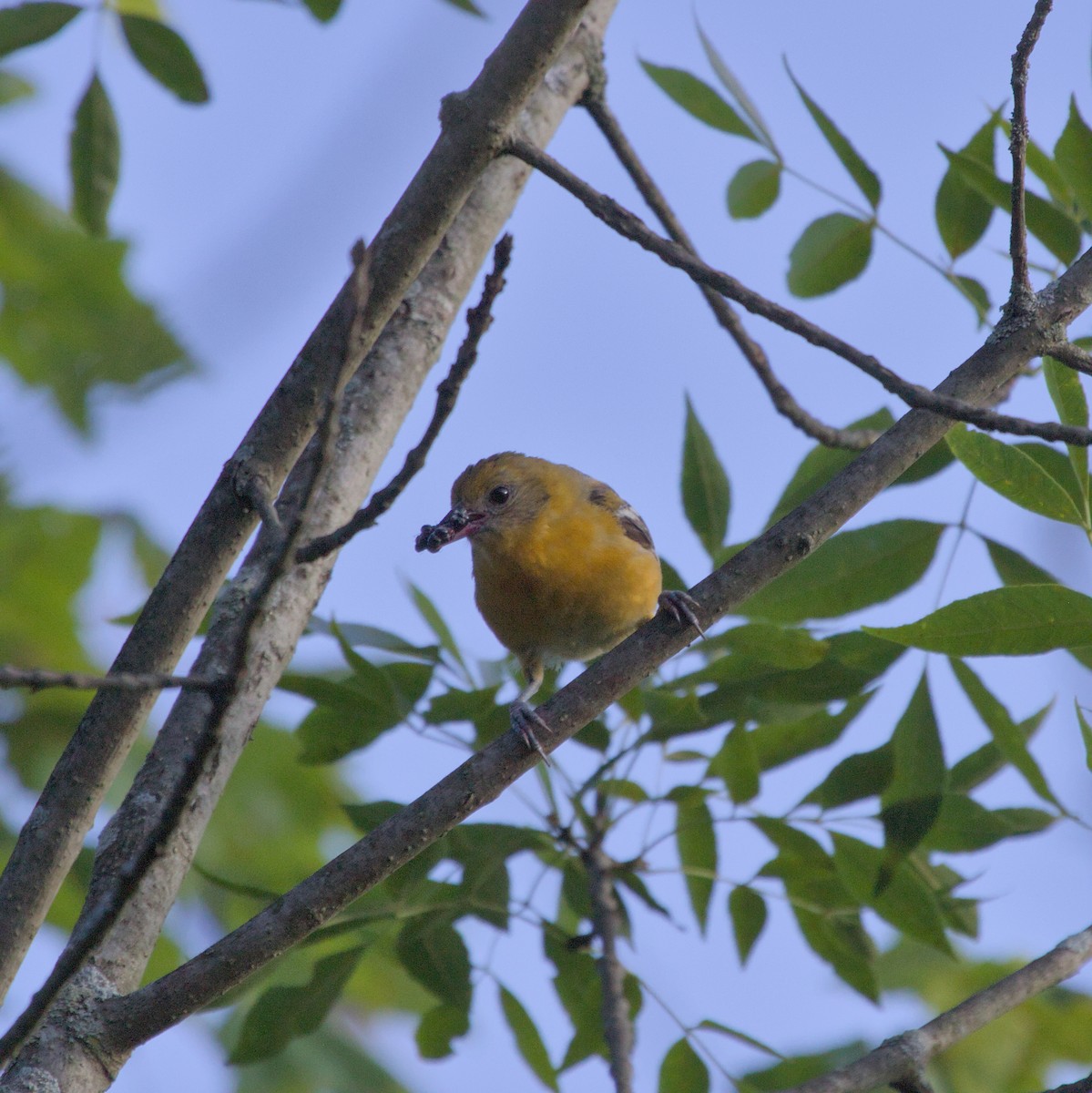 Baltimore Oriole - ML620820642