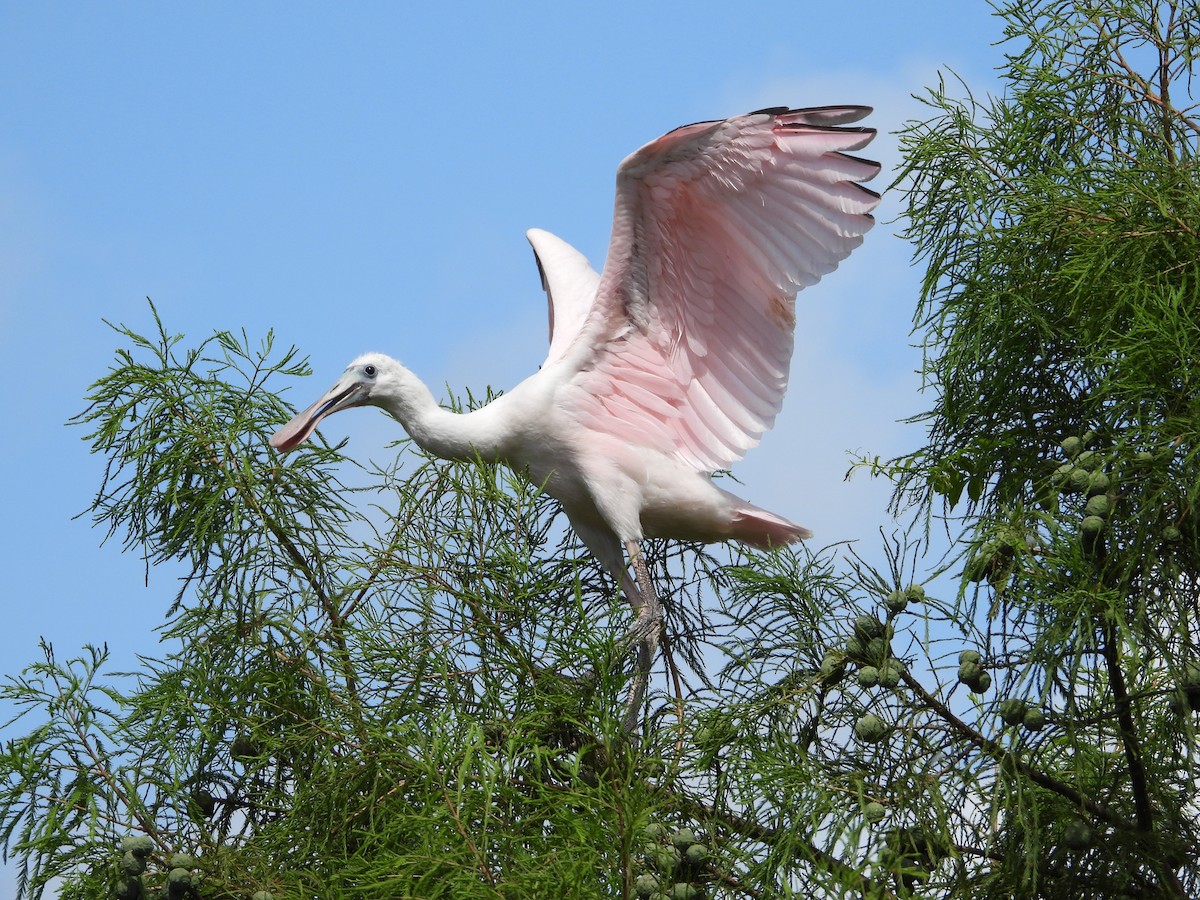 Roseate Spoonbill - ML620820643