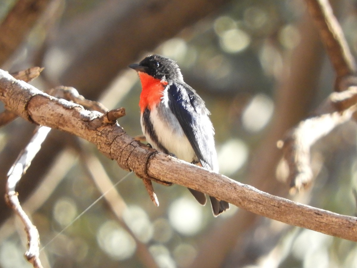 Mistletoebird - ML620820644