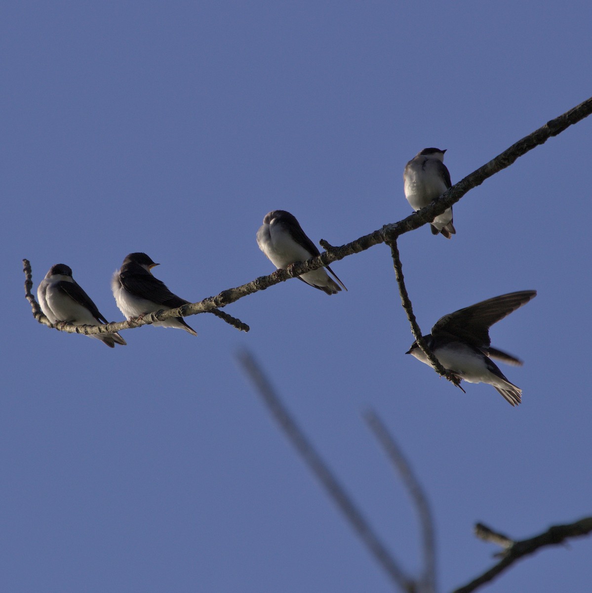 Tree Swallow - ML620820645