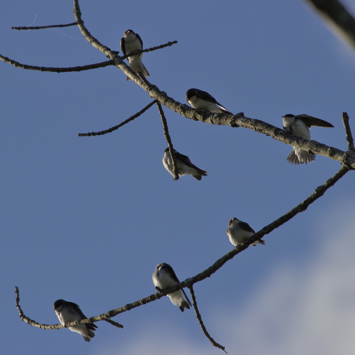 Tree Swallow - ML620820646