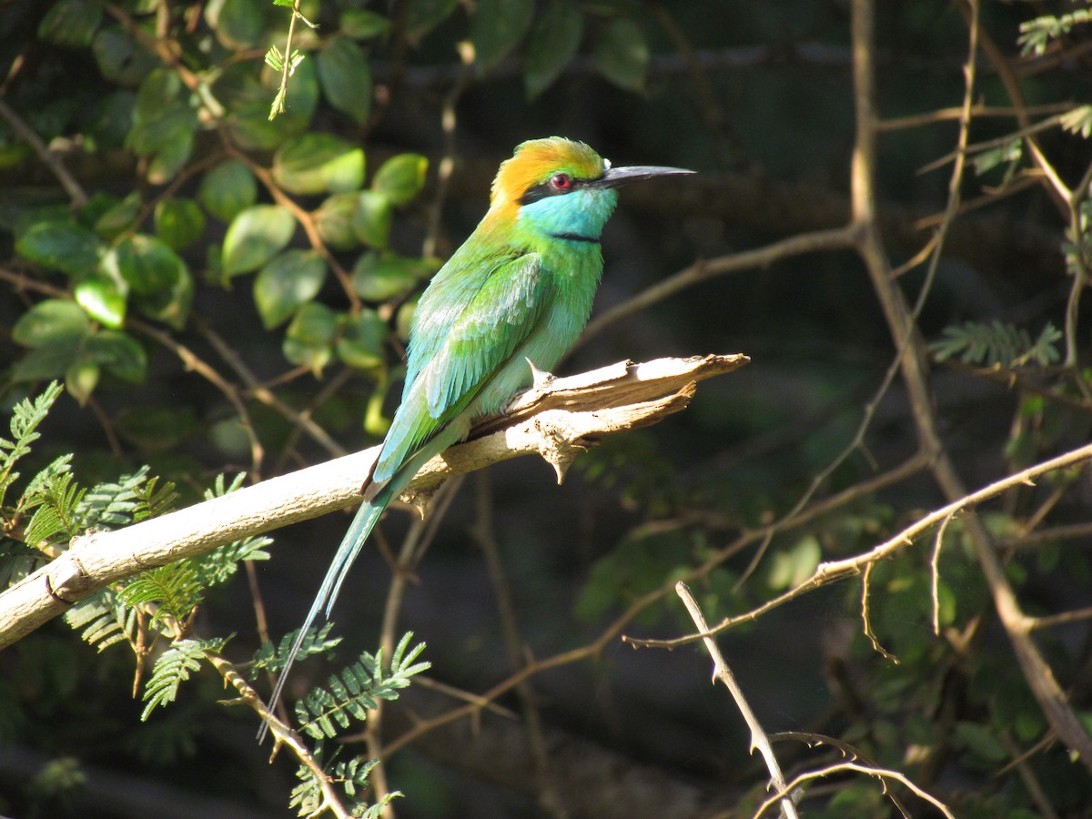 Asian Green Bee-eater - ML620820647