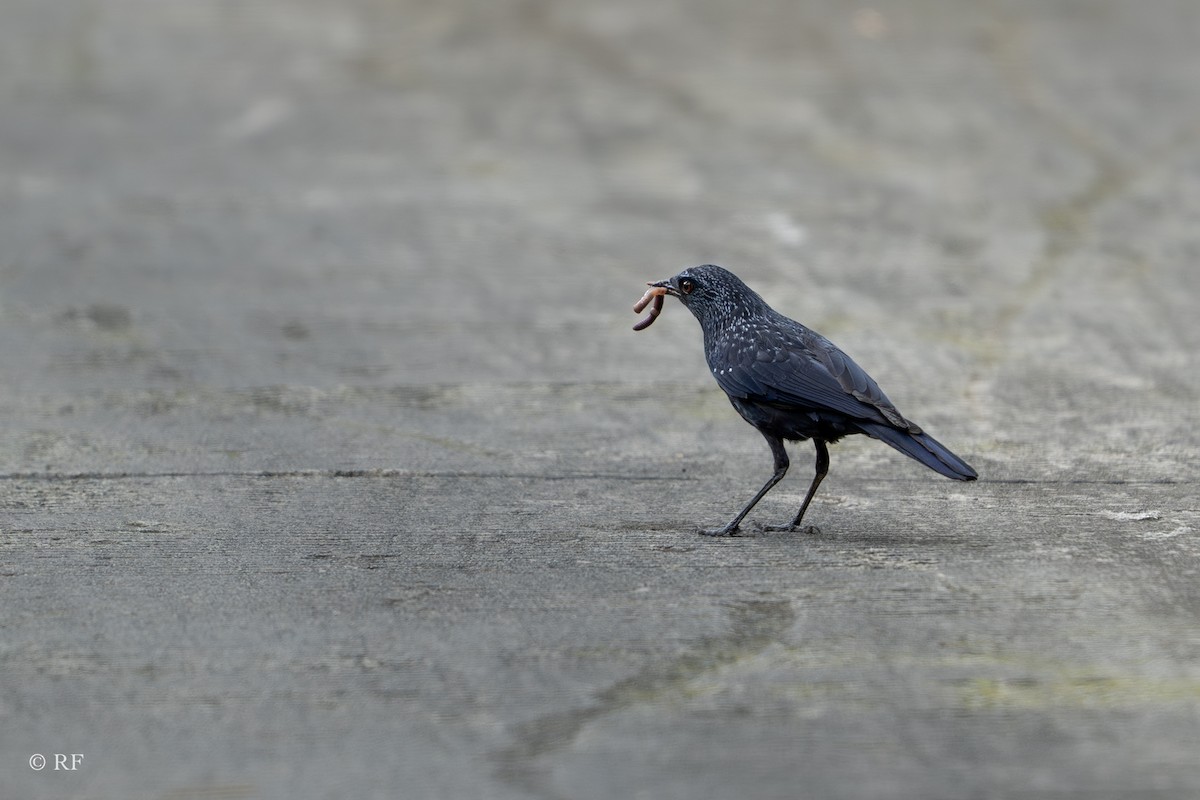 Blue Whistling-Thrush (Black-billed) - ML620820648