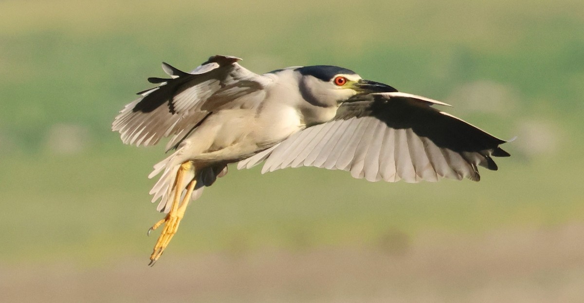 Black-crowned Night Heron - ML620820650