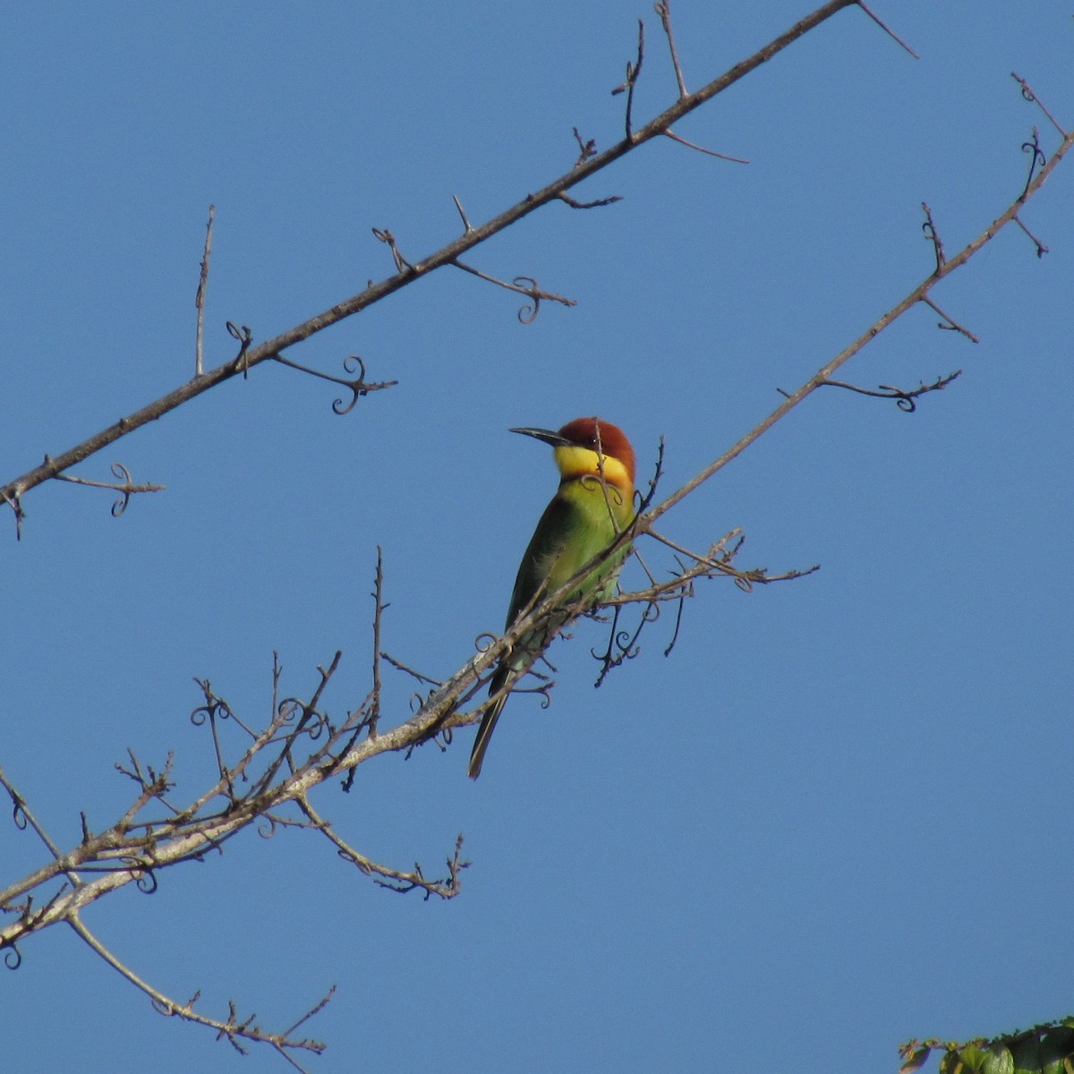 Chestnut-headed Bee-eater - ML620820651