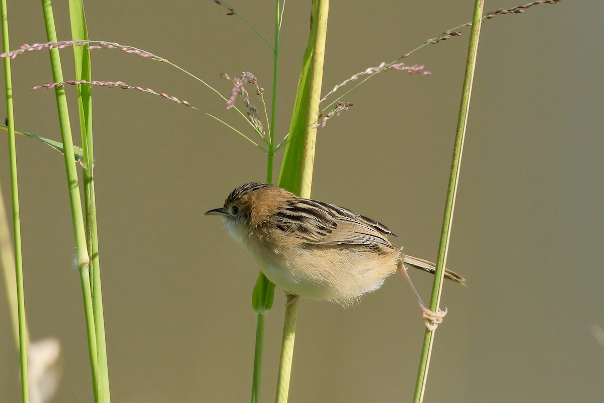 Cisticole à couronne dorée - ML620820652