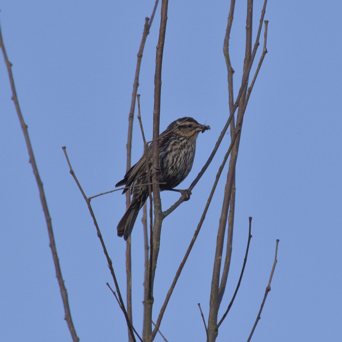 Red-winged Blackbird - ML620820654