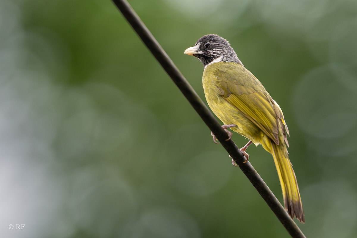 Collared Finchbill - ML620820655