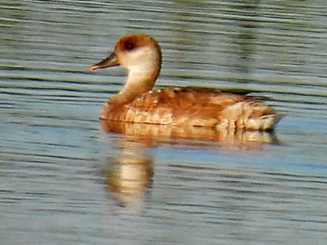 Red-crested Pochard - ML620820656