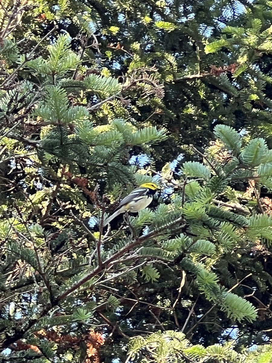 Black-throated Green Warbler - ML620820662