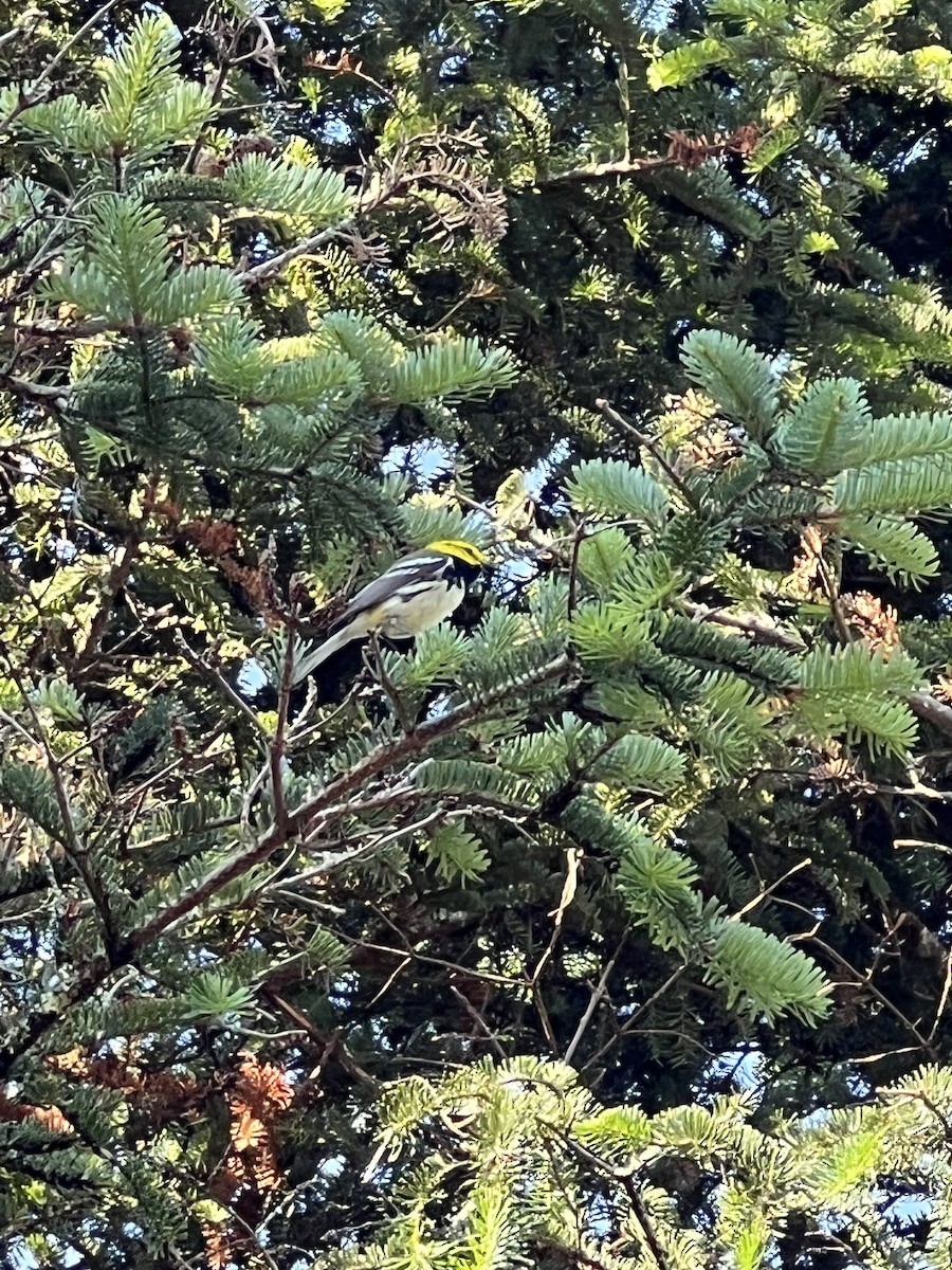 Black-throated Green Warbler - ML620820663