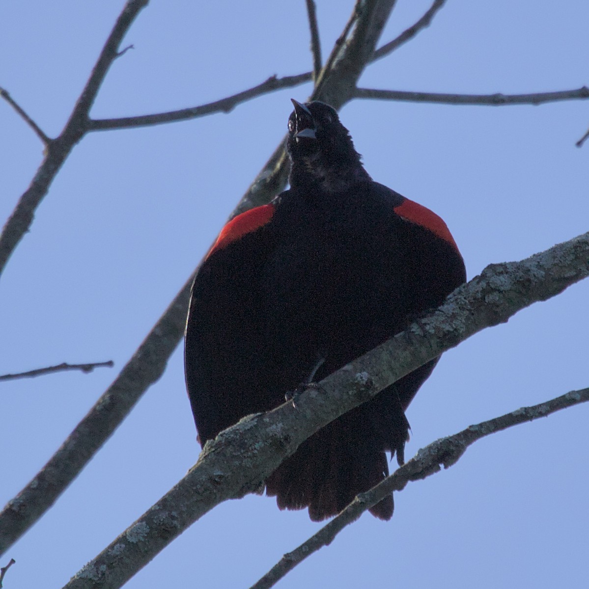 Red-winged Blackbird - ML620820664