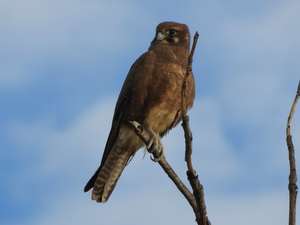 Brown Falcon - ML620820666