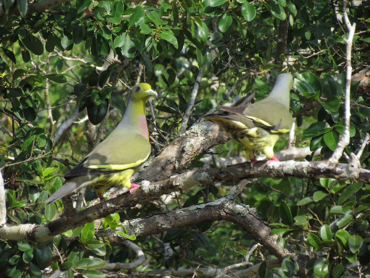 橙胸綠鳩 - ML620820667