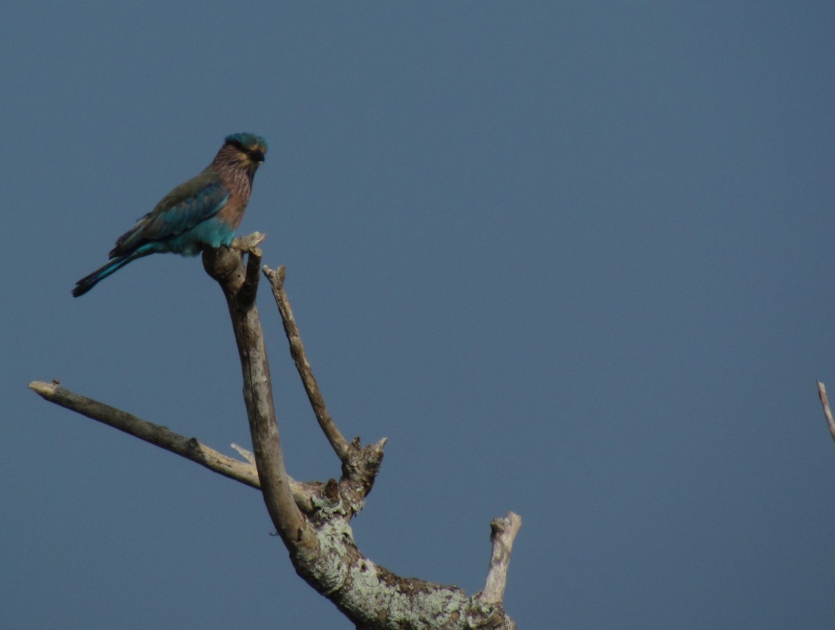 Indian Roller - ML620820671