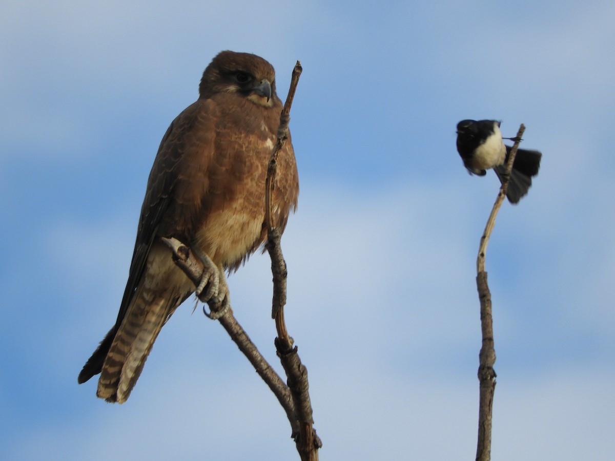 Brown Falcon - ML620820673