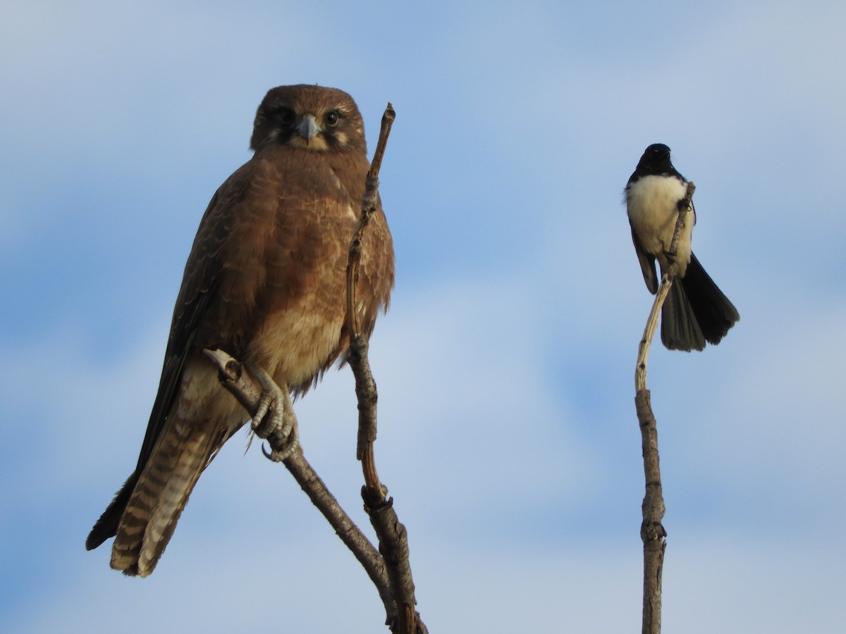 Brown Falcon - ML620820674