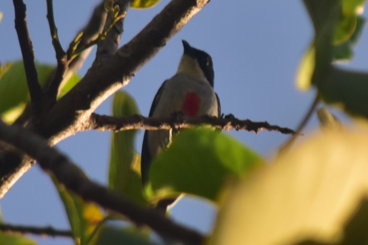 Red-keeled Flowerpecker - ML620820675
