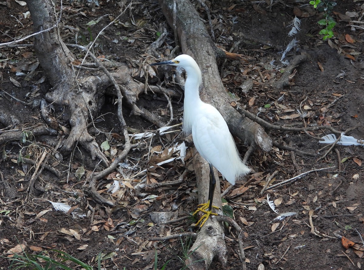 Snowy Egret - ML620820676