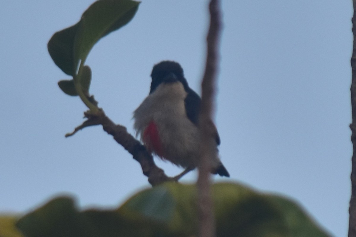 Red-keeled Flowerpecker - ML620820677