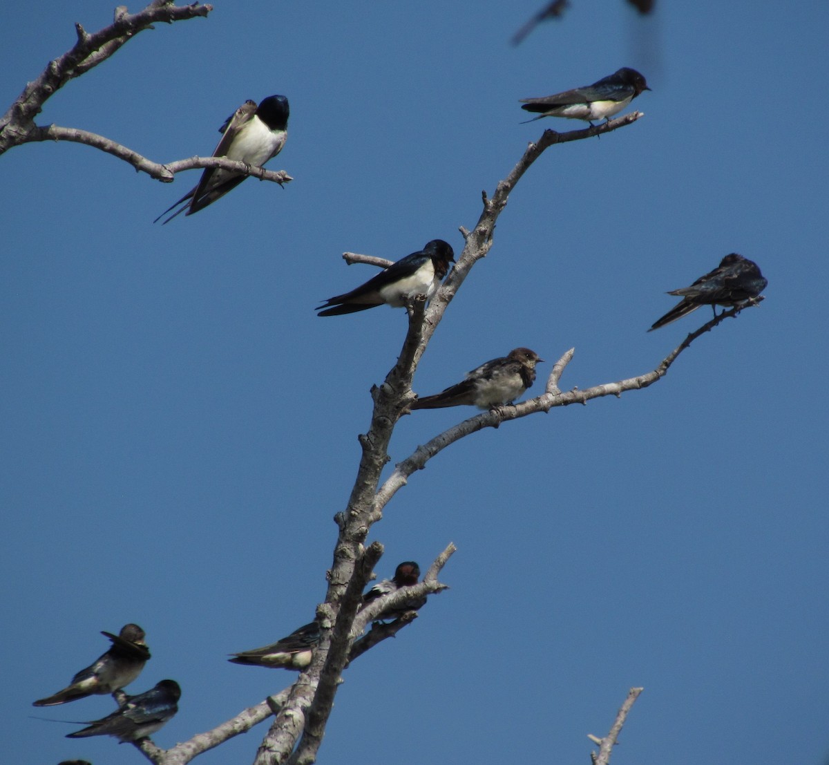 Barn Swallow (White-bellied) - ML620820681