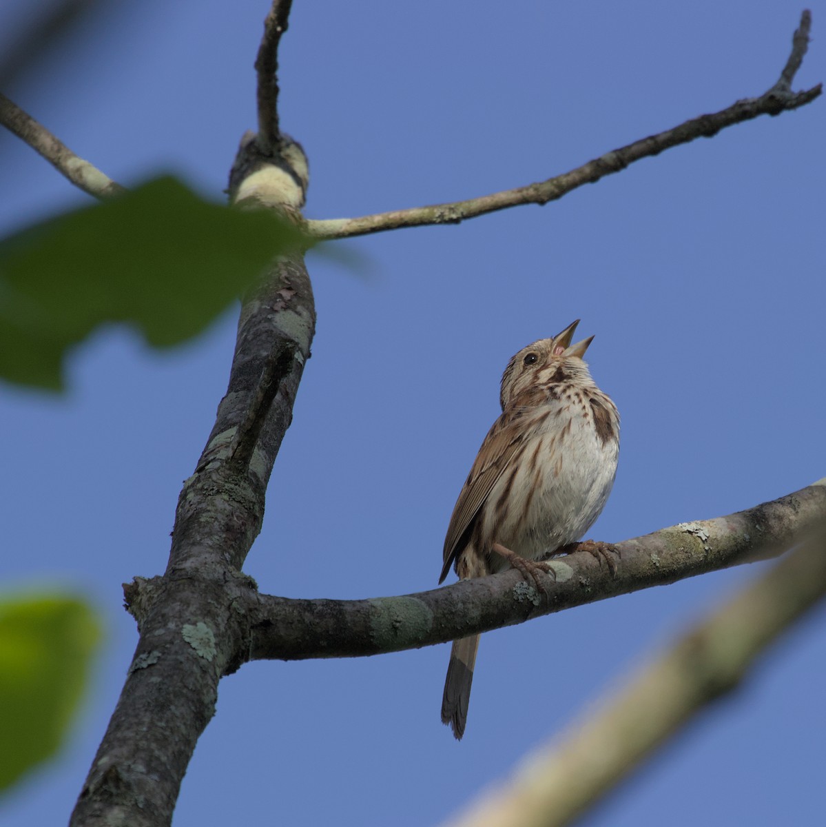 Song Sparrow - ML620820682