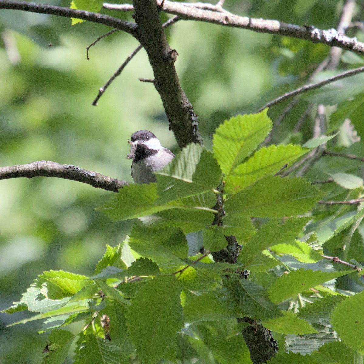 Black-capped Chickadee - Justin Merry