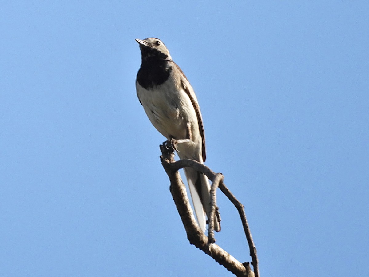 White Wagtail - ML620820689