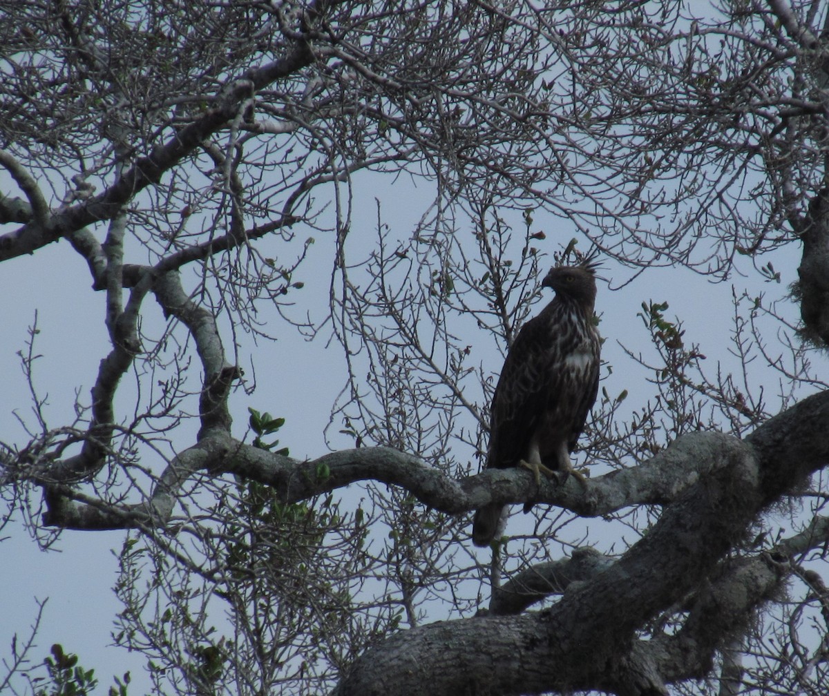Changeable Hawk-Eagle (Crested) - ML620820690