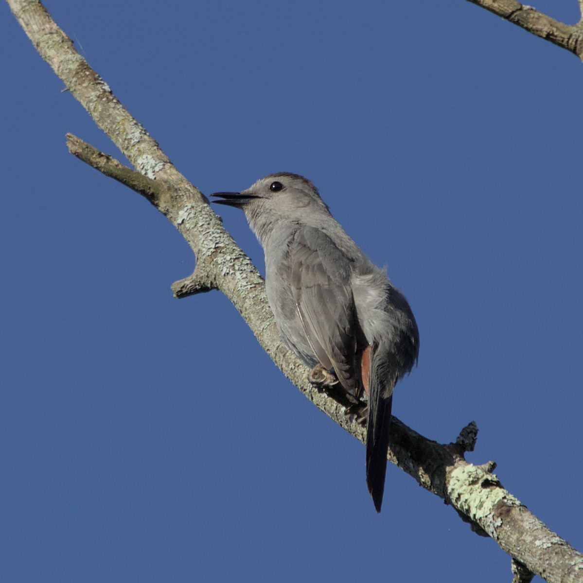 Gray Catbird - ML620820691