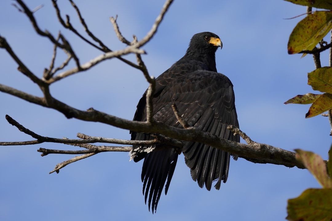 Common/Great Black Hawk - ML620820702