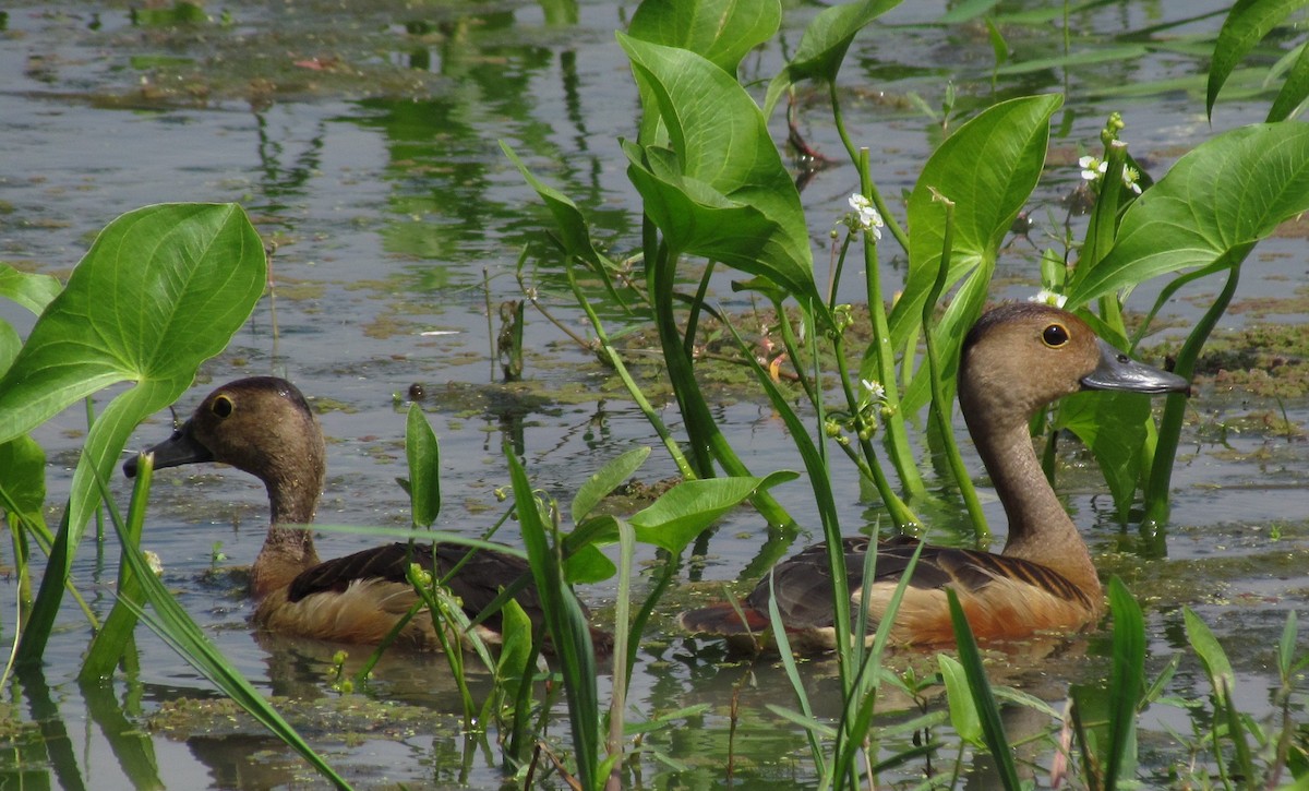 Lesser Whistling-Duck - ML620820704