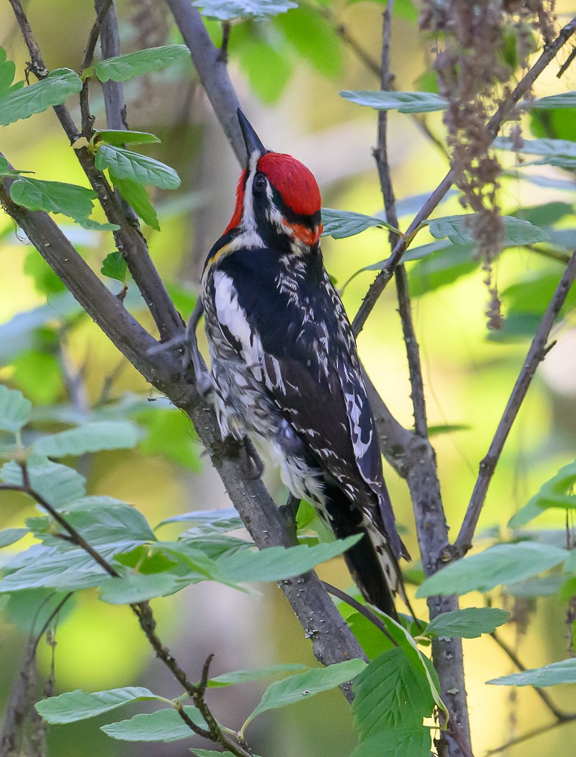 Red-naped Sapsucker - ML620820705