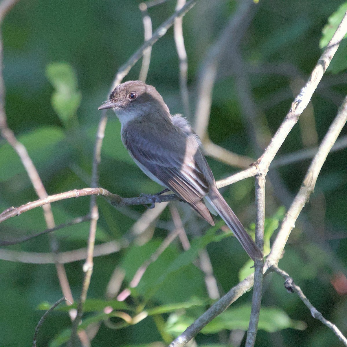 Eastern Phoebe - ML620820709