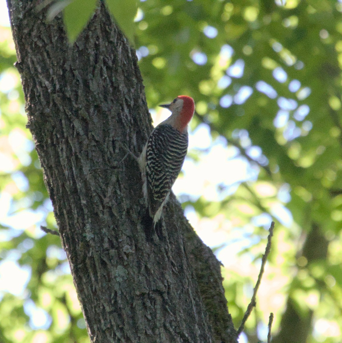Red-bellied Woodpecker - ML620820711