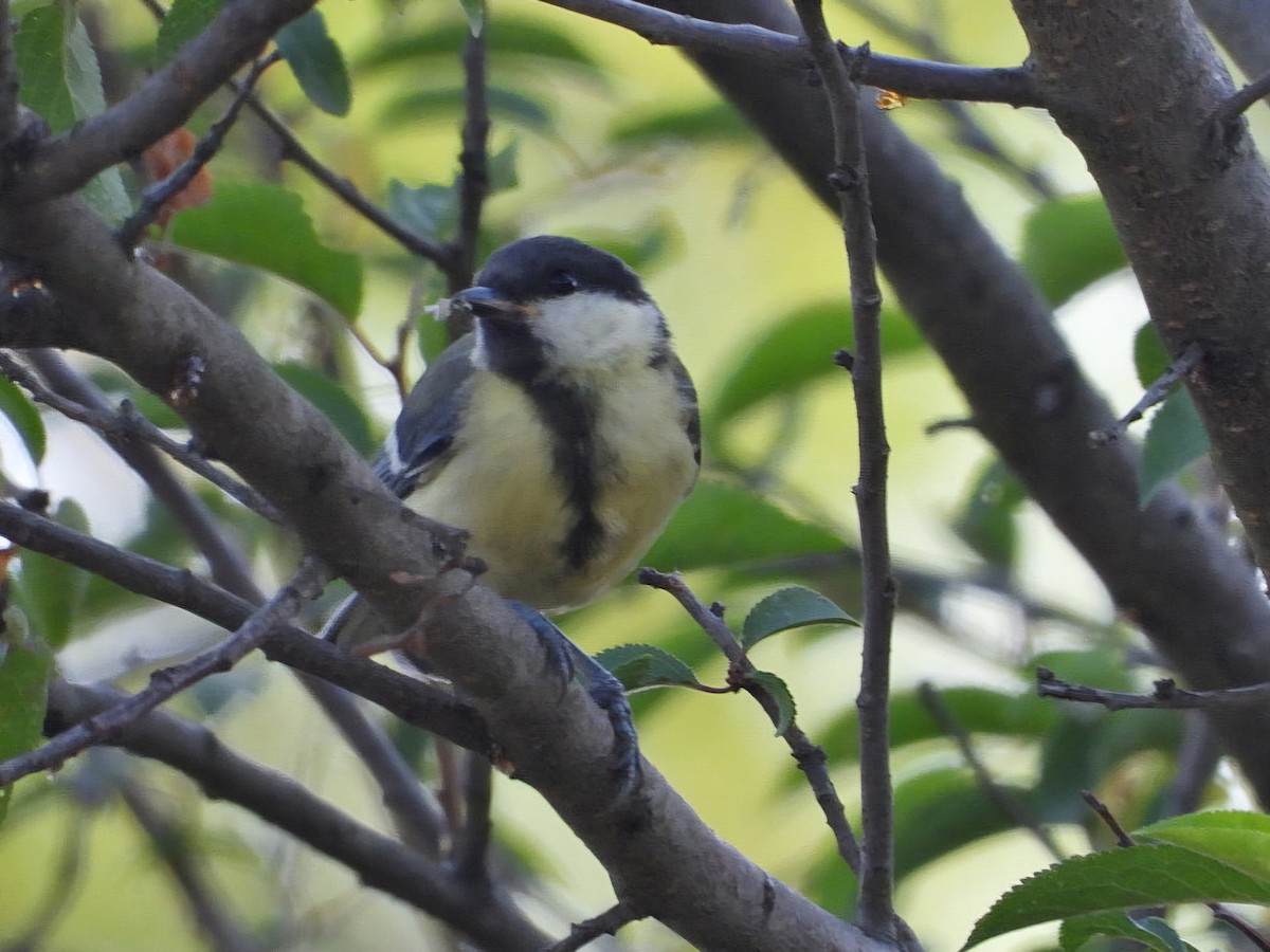 Mésange charbonnière - ML620820713